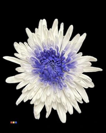 Chryzantéma veľkokvetá Ana White + Purple • 70 cm