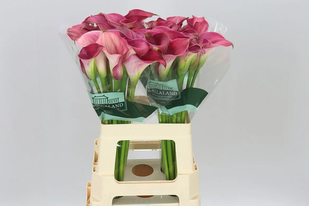 Zant Capt Romance • 65 cm