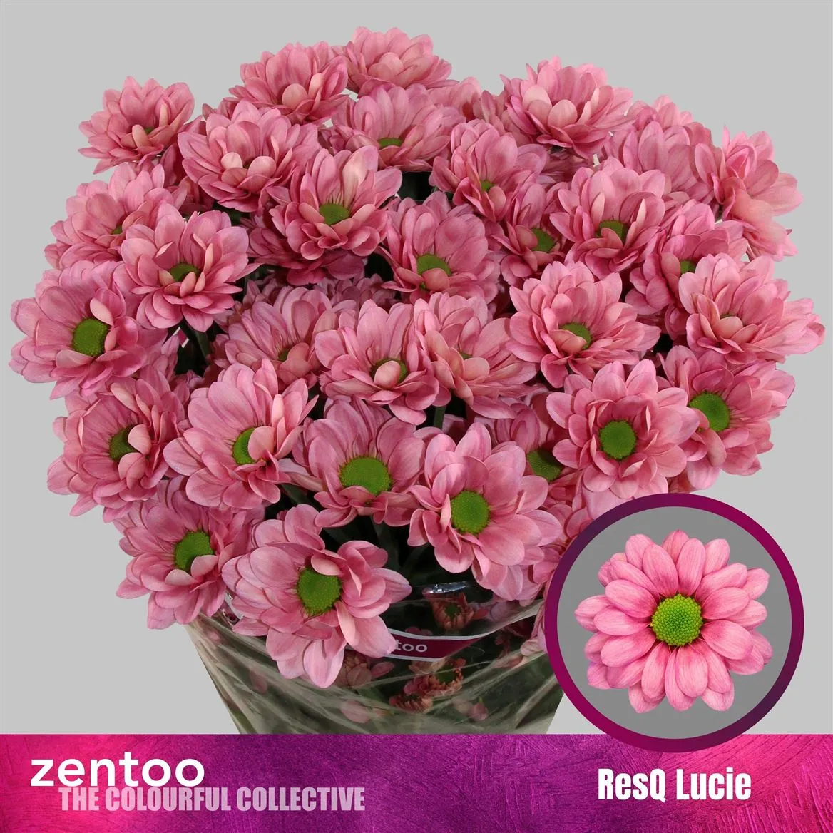 Chr T Resq Lucie • 70 cm