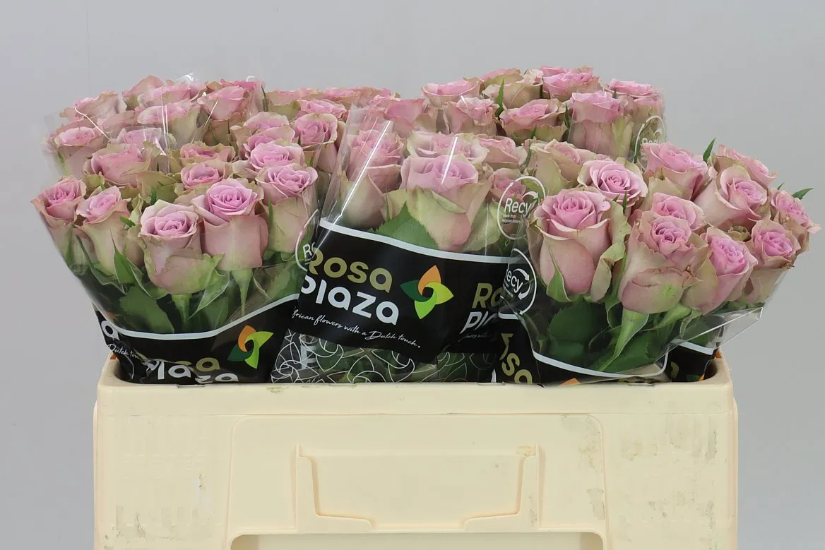 Rosa Gr Samantha's Bridal • 50 cm