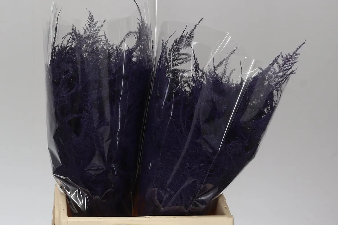 Asparágus 1e Veren Purple • 45 cm
