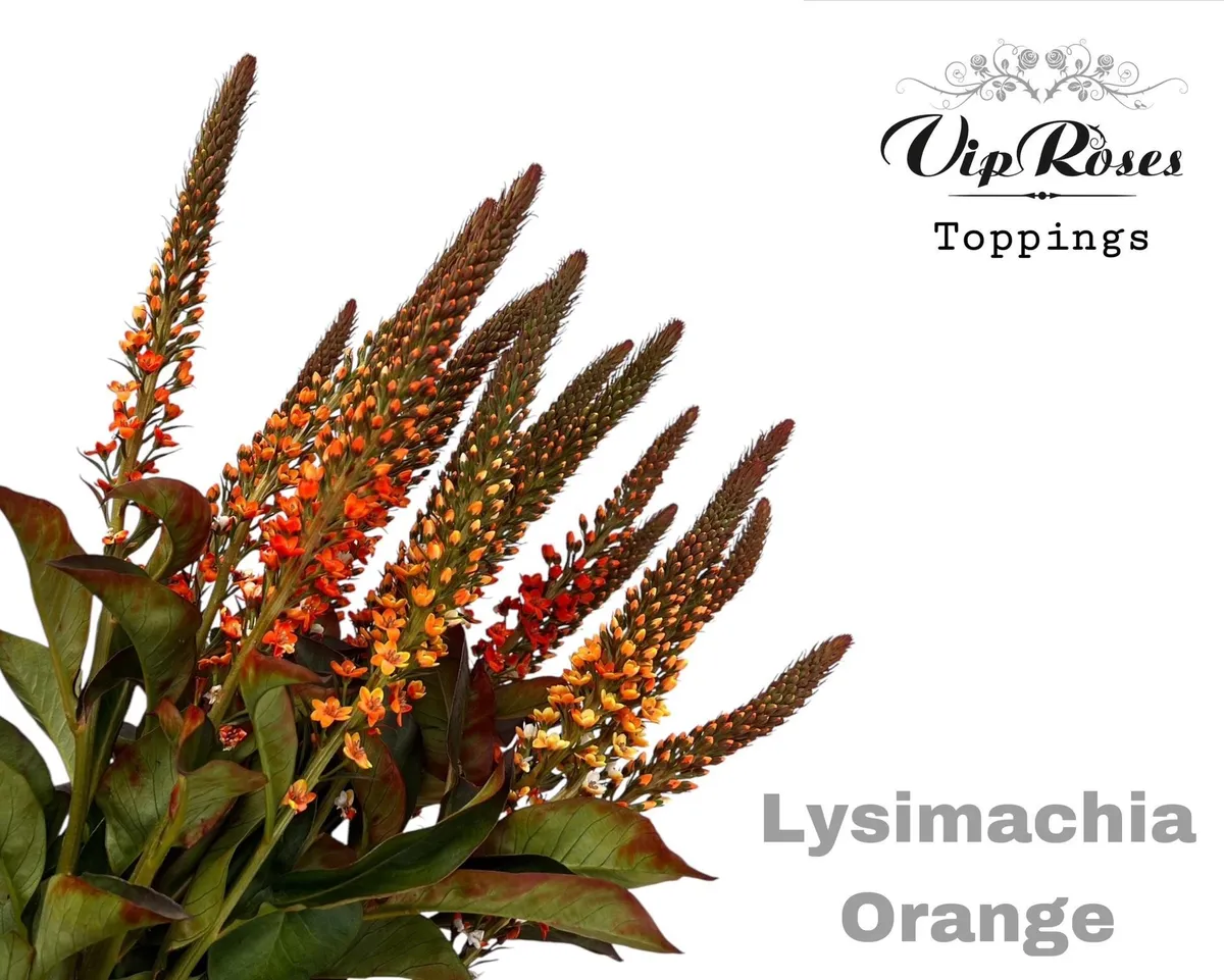 Lysimachia Orange • 70 cm