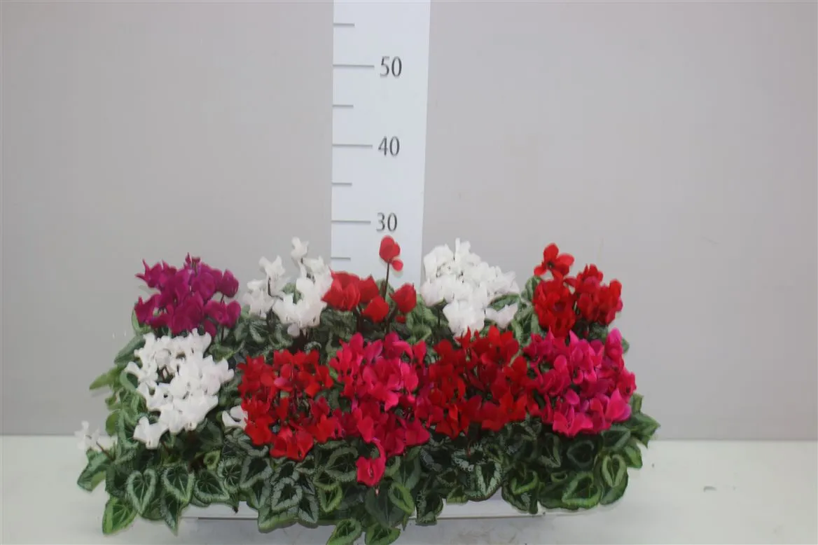 Cyclamen Kl Picasso Gemengd • črepník 10,5 cm