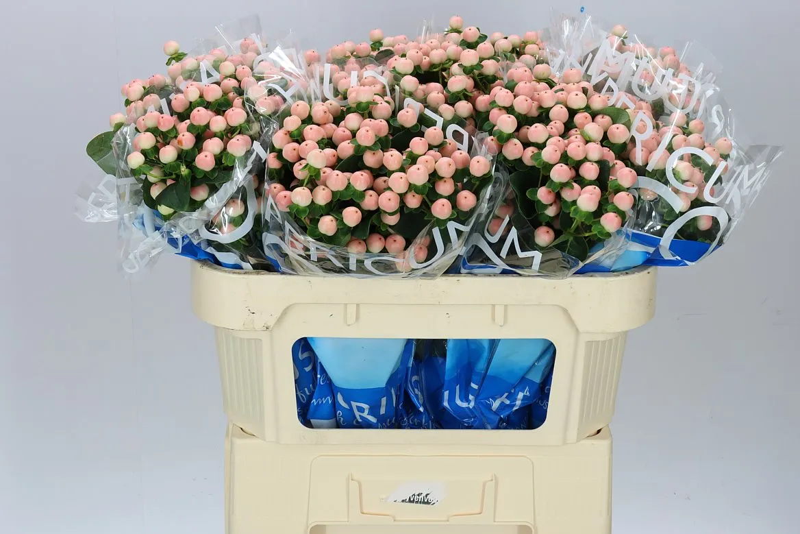 Hyperikum Coco Tiamo • 70 cm