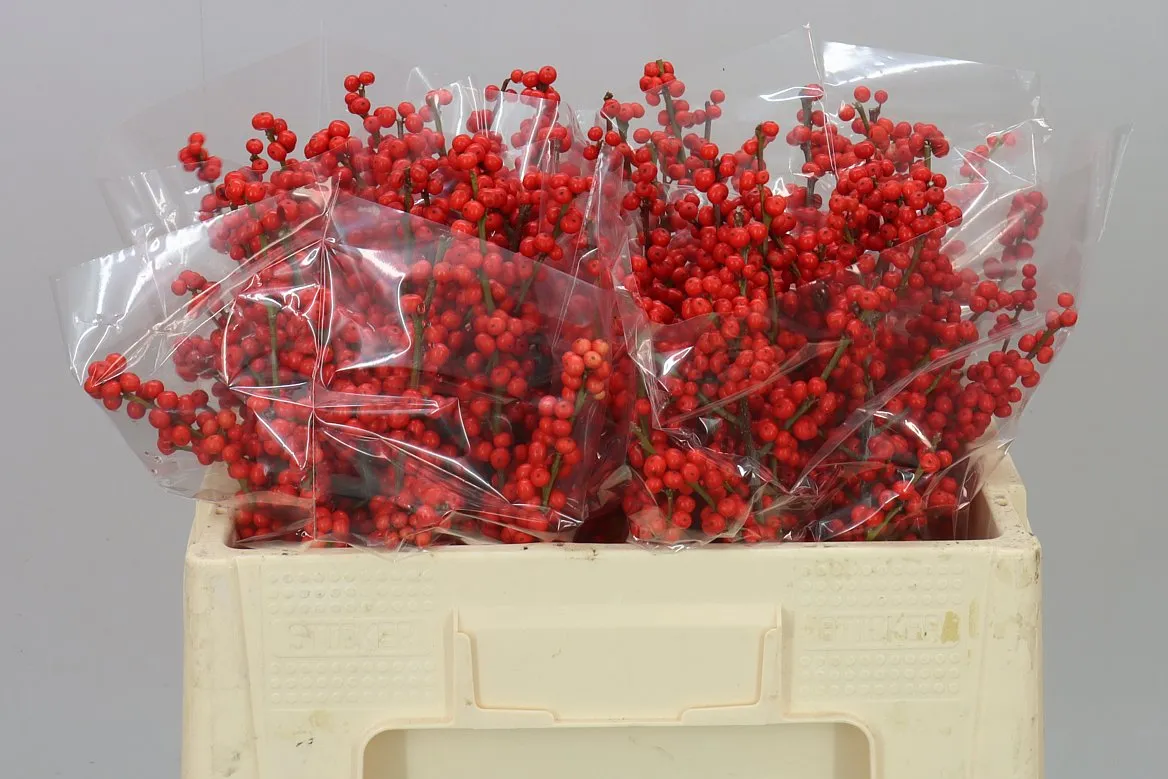 Ilex Verticillata • 50 cm