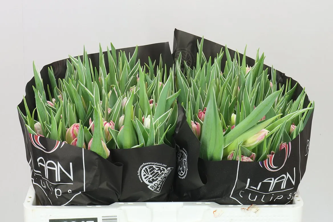 Tulipa Du Flash Point • 36 cm