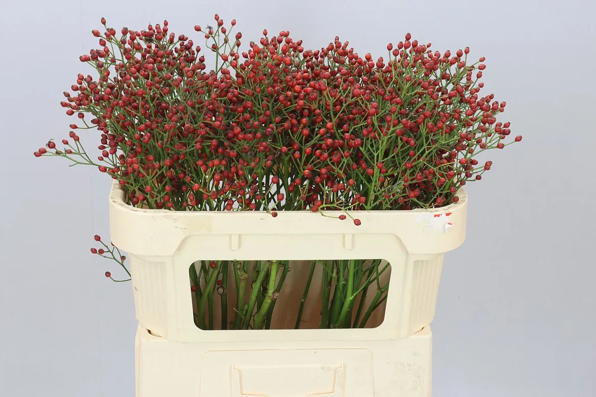 Rozenbottel Mag Red Cascade • 70 cm