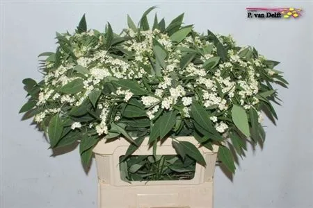 Euphorbia F T Quicksilver • 80 cm