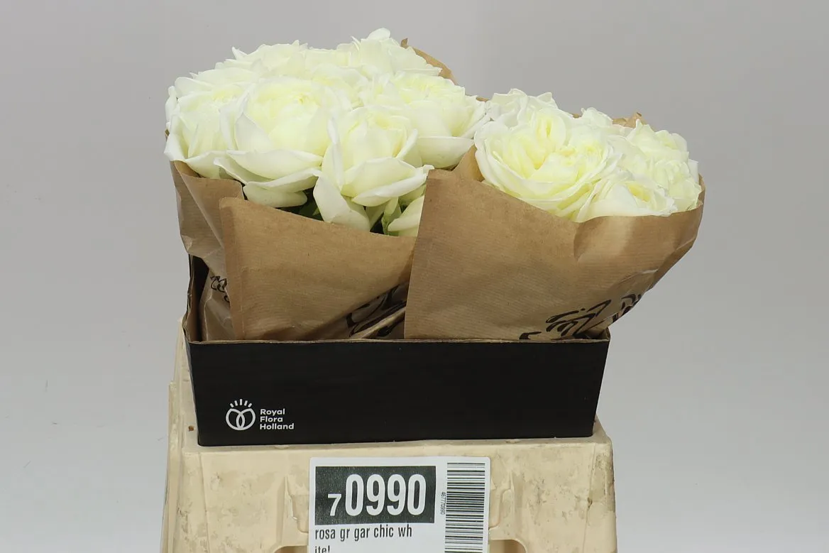 Ruža záhradná Chic White! • 40 cm