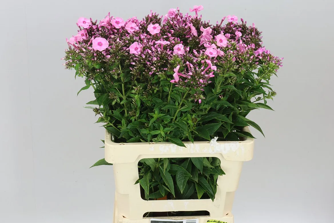Phlox P Sweet Dance • 60 cm