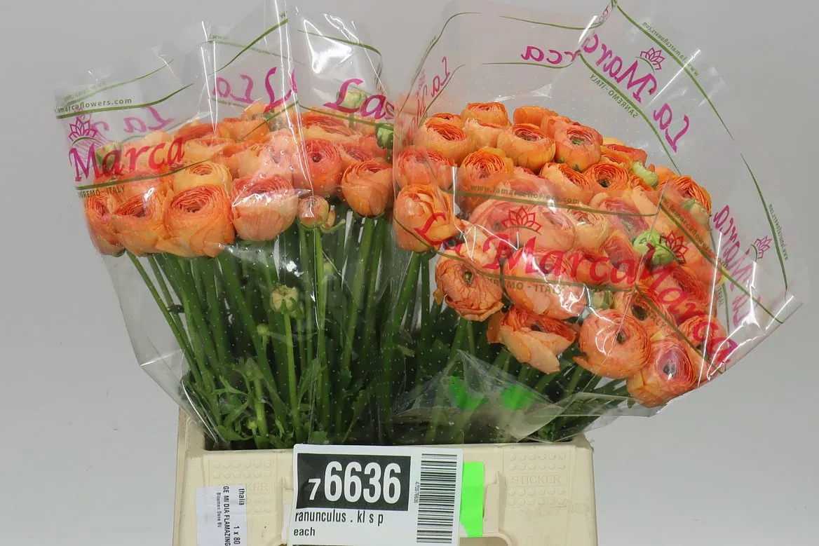 Iskerník . Kl S Peach • 40 cm
