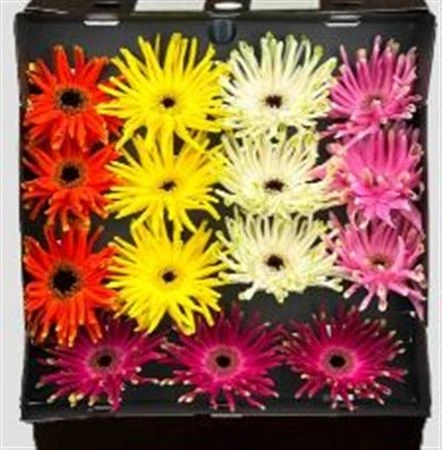 Gerbera Diamond Pastini mix • 55 cm