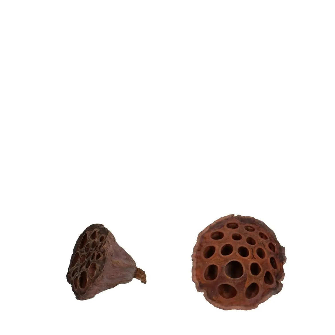 Dried Lotus D04/6cm X100