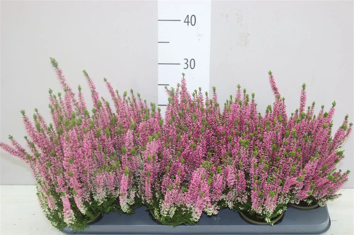 Calluna Beauty Ladies Roze • črepník 9,5 cm