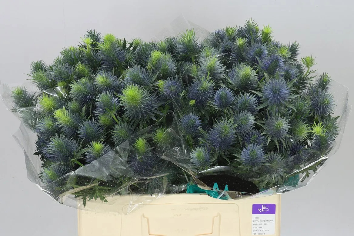 Eryngium Supernova • 60 cm