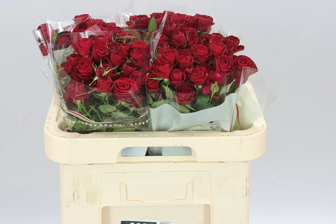 Ruža trsová Red Trendsetter X5 • 60 cm
