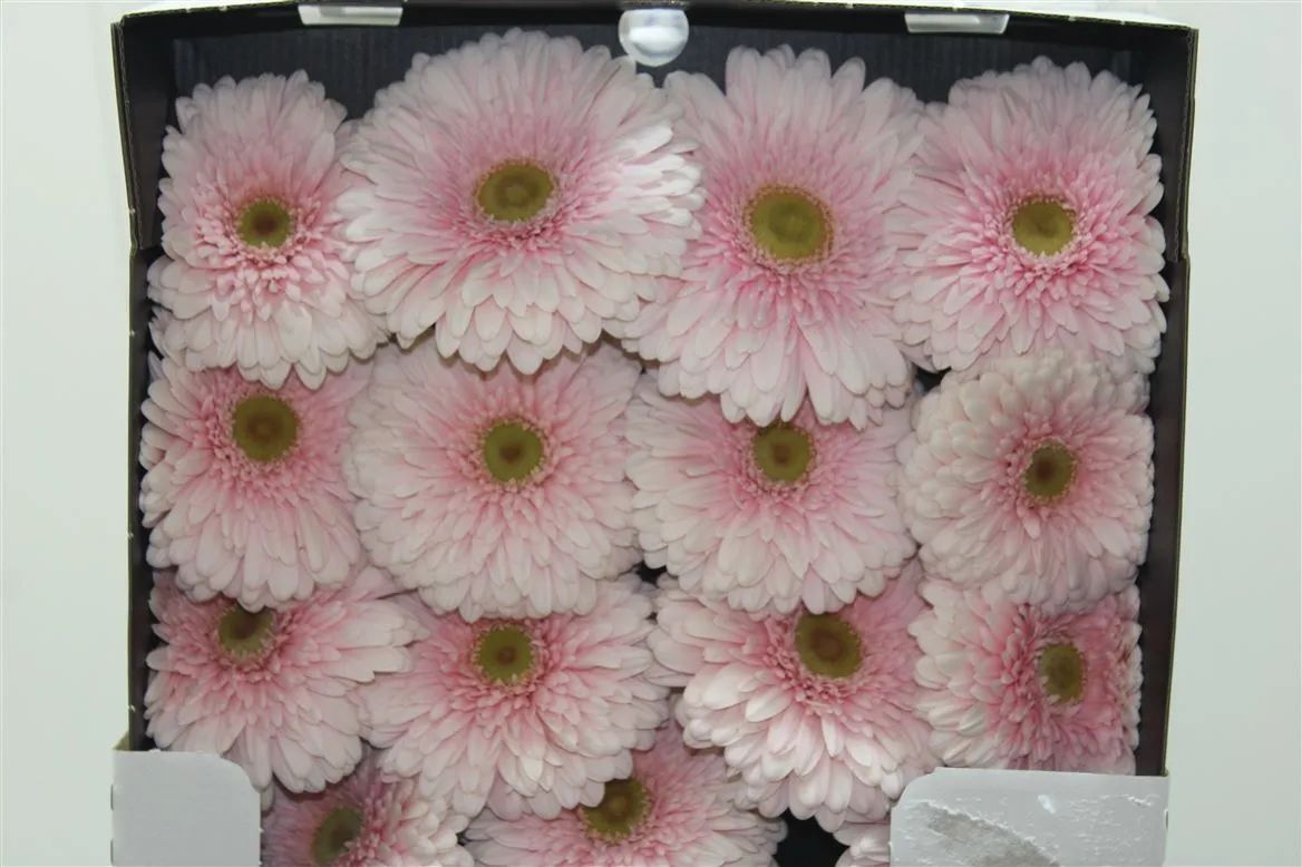 Gerbera Diamond Pomp Big One • 55 cm