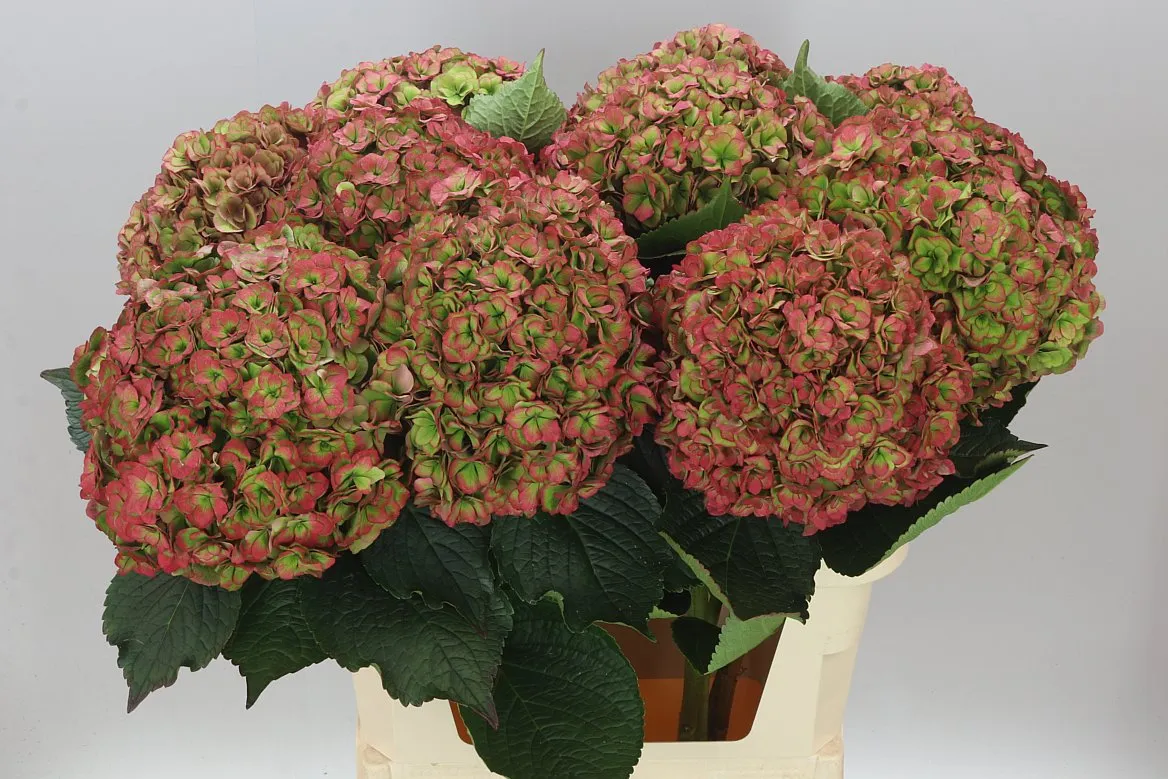 Hortenzia Anastasia Classic • 80 cm