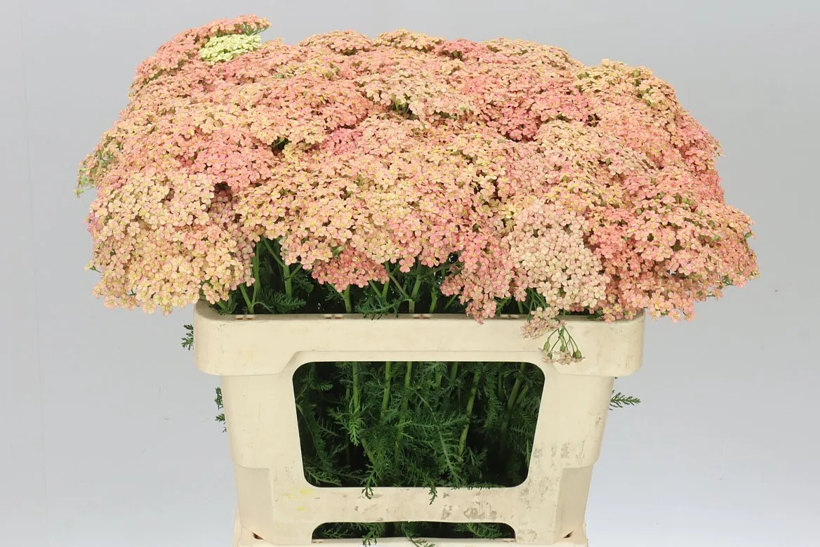 Achillea Lachsschönheit • 55 cm