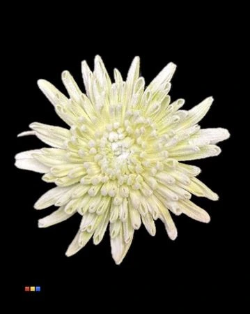 Chryzantéma veľkokvetá Ana Snow Lime Green • 70 cm