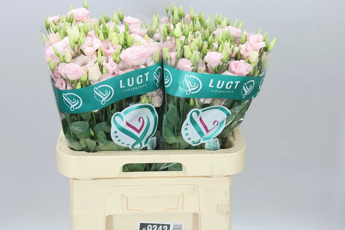 Eustóma plnokvetá Lisanne Soft Pink • 70 cm