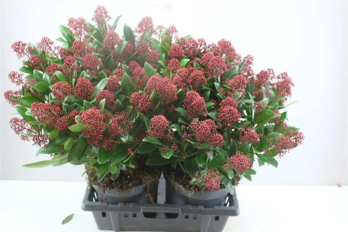 Skimmia Rubella 35+ • črepník 26 cm