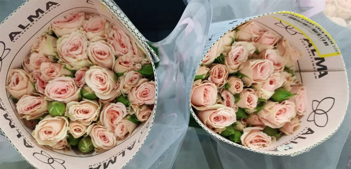 Ruža trsová Bril Stars Vela, Ekvádor • 60 cm