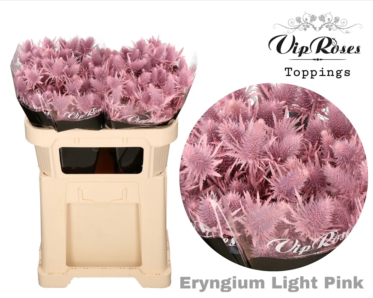Eryngium Supernova Light Pink 60cm • 60 cm