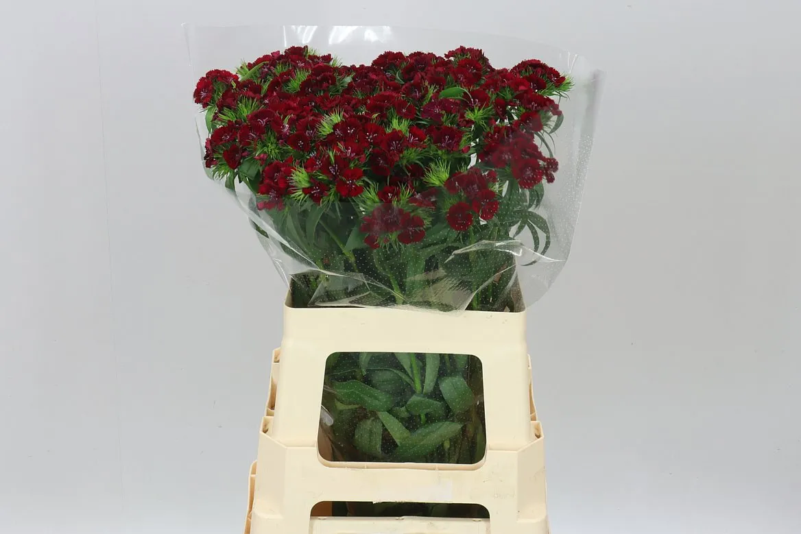 Di Barb Red • 60 cm
