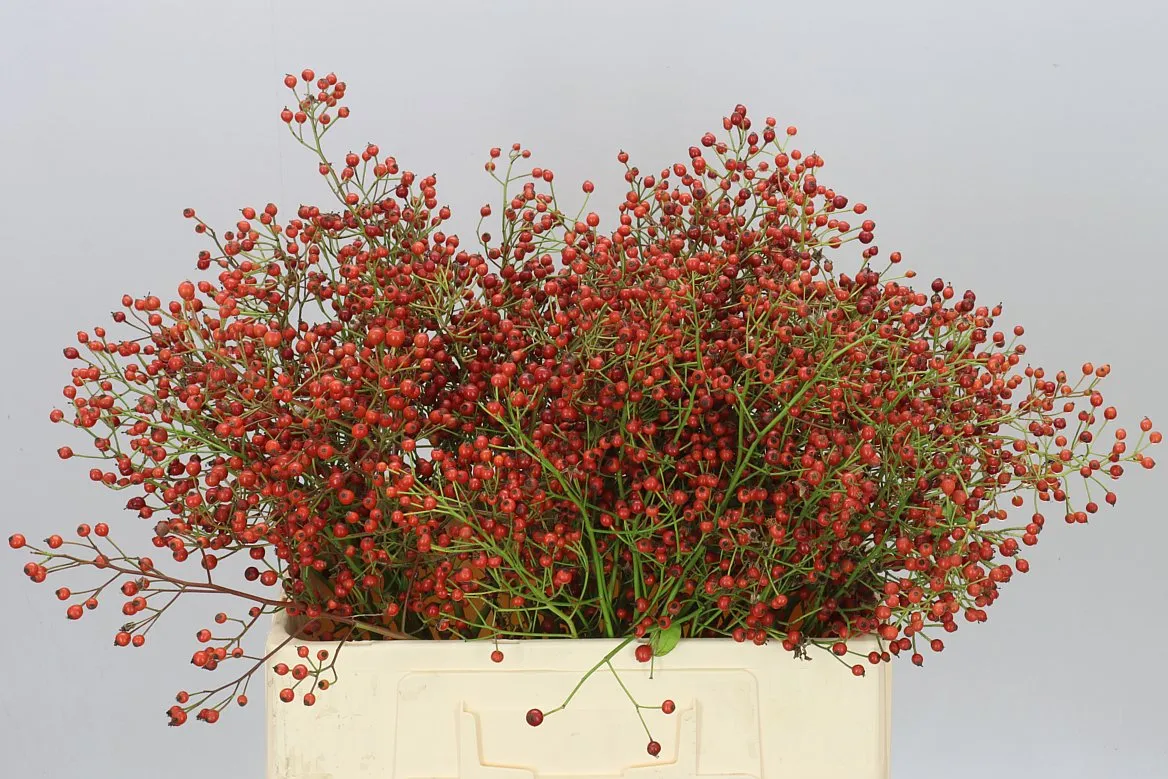 Rozenbottel Prinsberry Fire • 60 cm