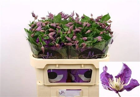 Clematis Amazing Sydney • 70 cm