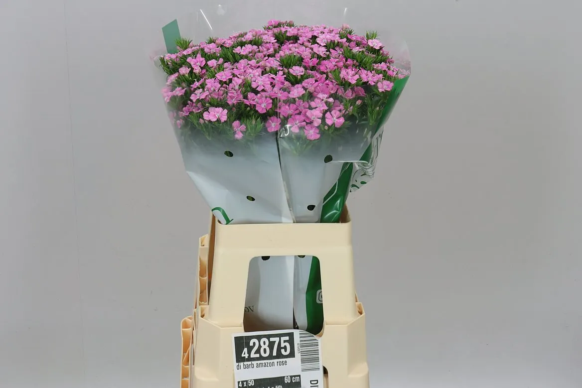 Di Barb Amazon Rose • 60 cm