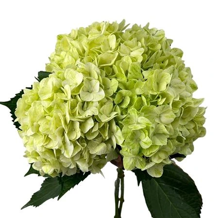 Hortenzia Green Pale Box Ex • 65 cm