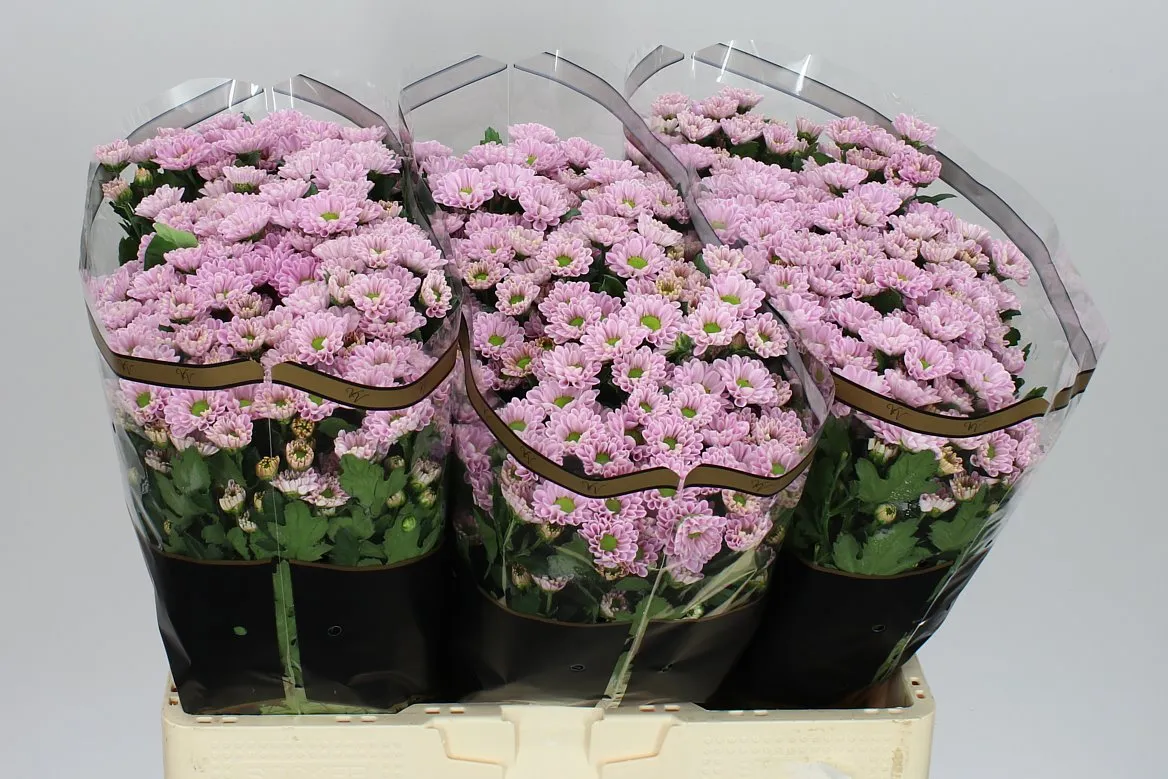 Sant Rossi Pink • 55 cm