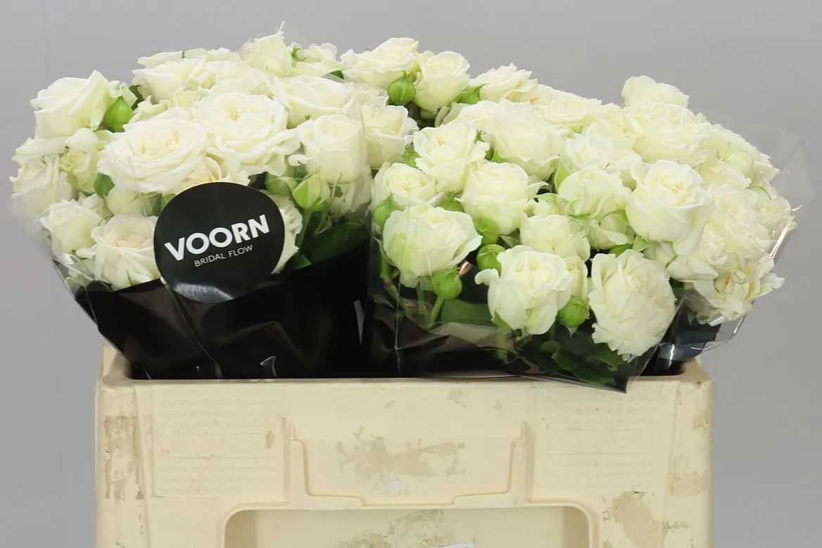 Rosa Tr Bridal Flow • 50 cm