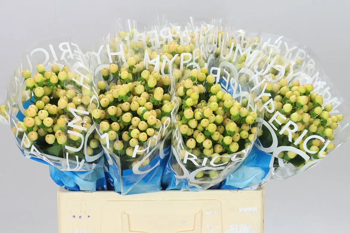 Hyp Coco Gelato • 60 cm