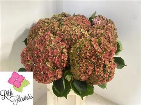 Hortenzia Kiss Classic Green Red • 60 cm