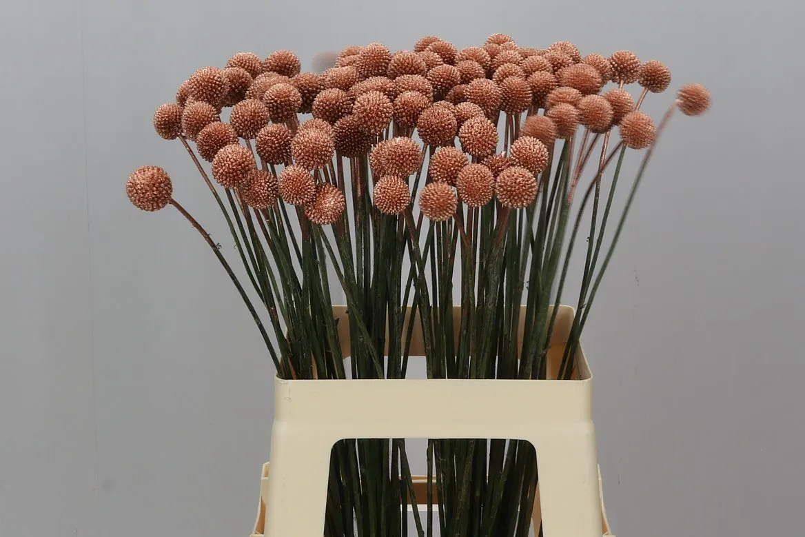 Craspedia farbená Copper • 60 cm