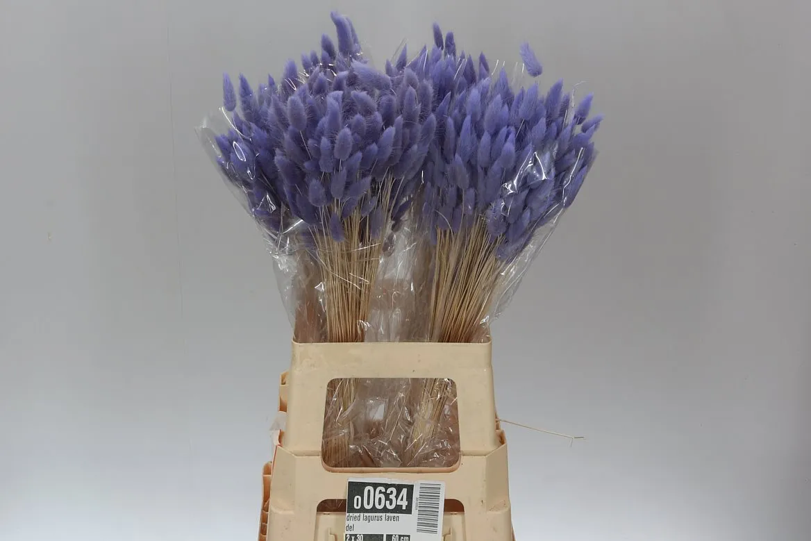 Lagurus Lavendel, sušené • 65 cm