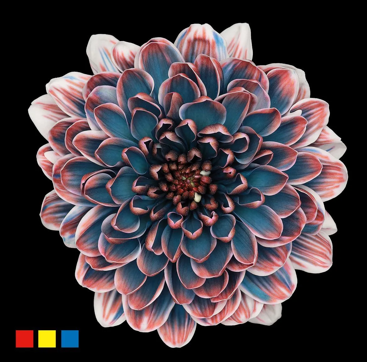 Chryzantéma trsová Altaj Petrol • 70 cm