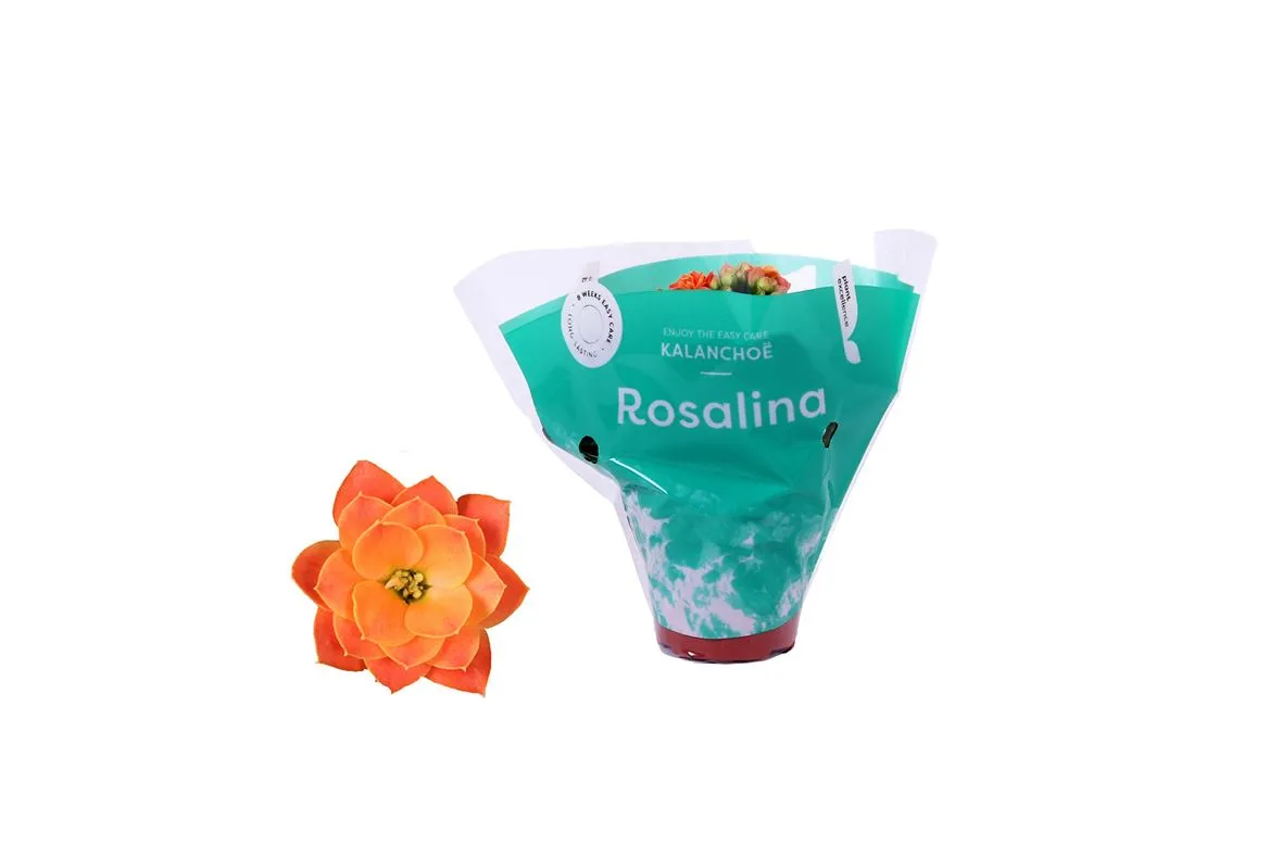 Kalanchoe Rosalina Oranje • črepník 6 cm