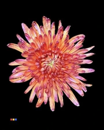 Chryzantéma veľkokvetá Topspin Bonaire • 70 cm