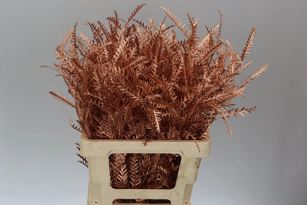 Ivanhoe Copper • 60 cm
