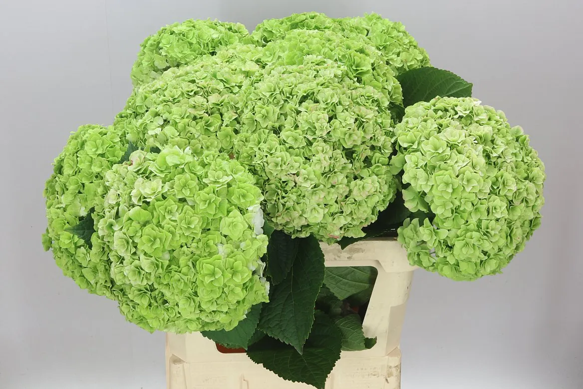 Hortenzia Highness Classic • 80 cm
