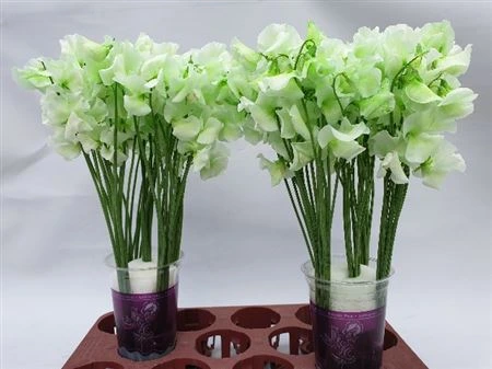 Hrachor farbený Mint Green • 35 cm
