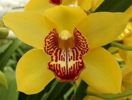 Cymb Tak Yellow Monica • 60 cm