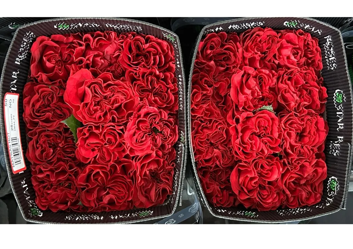 Rosa Gr Ec Mayra's Hot • 50 cm