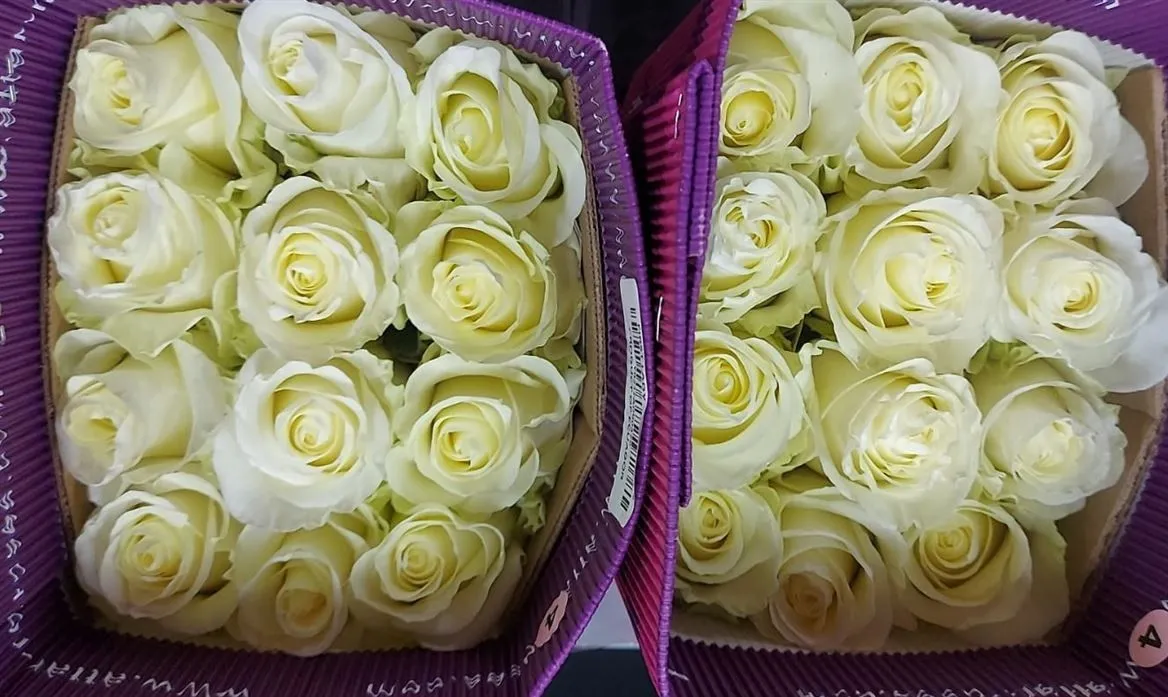 Rosa Gr Ec First Lady • 40 cm