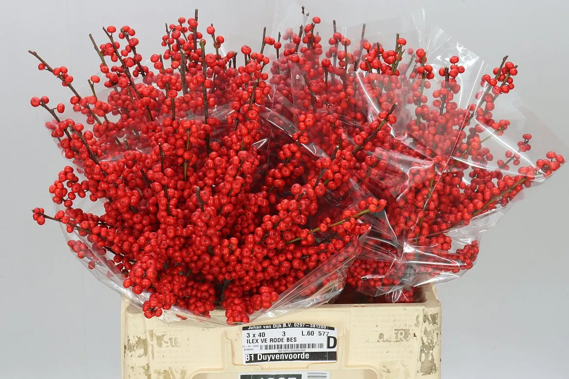 Ilex Verticillata • 60 cm