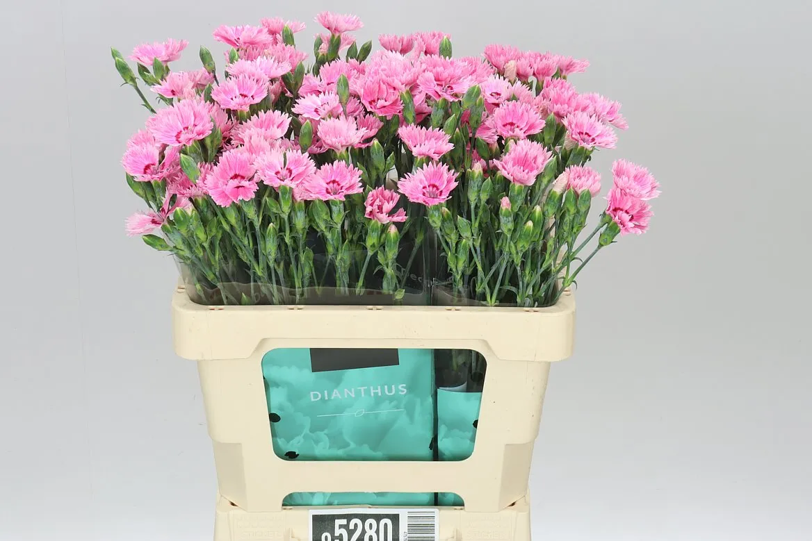 Di Fiorino Iris • 60 cm